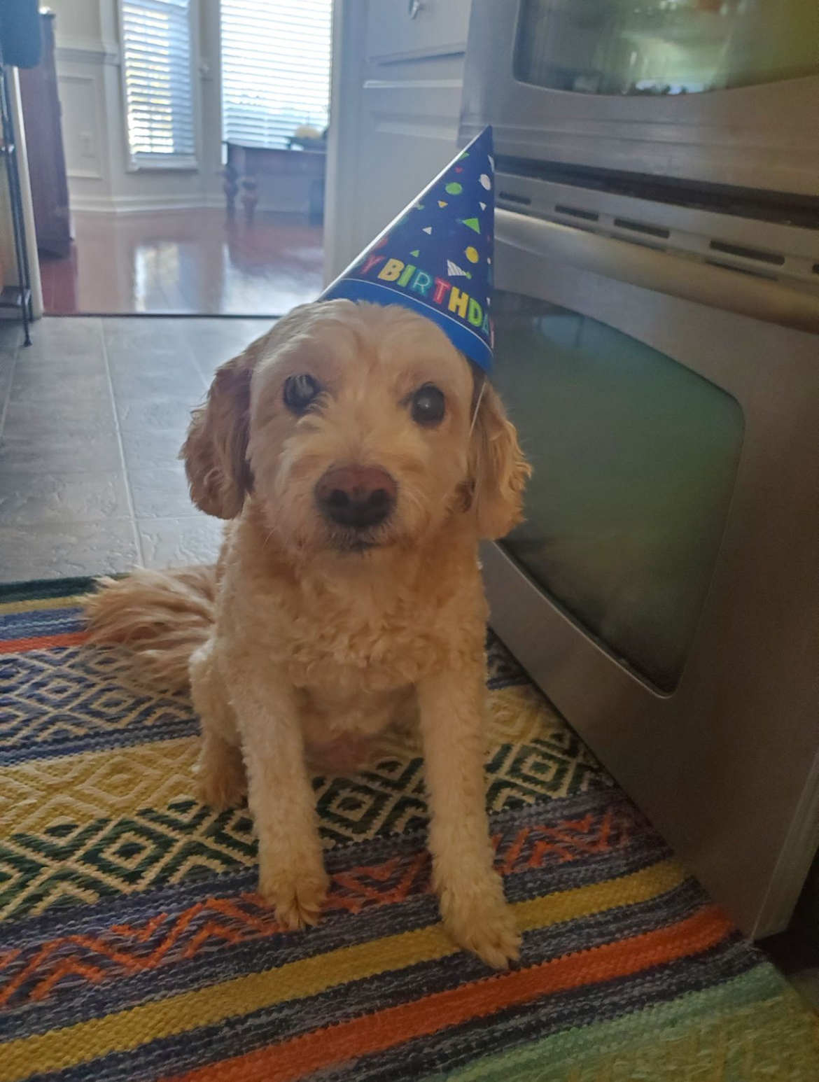 My dog River, again. Because he is that cute.